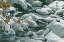 Picture of ADORNMENT OF WINTER