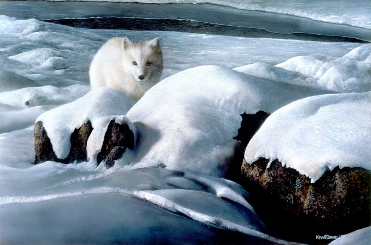 Picture of ARTIC FOX