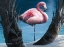 Picture of FLAMINGO