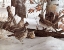 Picture of EARLY WINTER COVEY