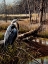 Picture of BLUE HERON ON SHELLEY ISLAND