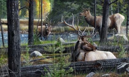 Picture of MEETING OF THE ELK