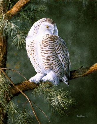 Picture of SNOW OWL
