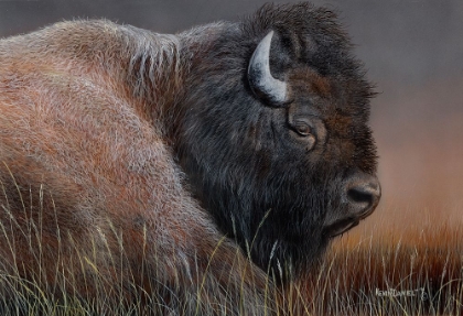 Picture of AMERICAN BISON