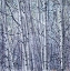 Picture of BIRCH TREES