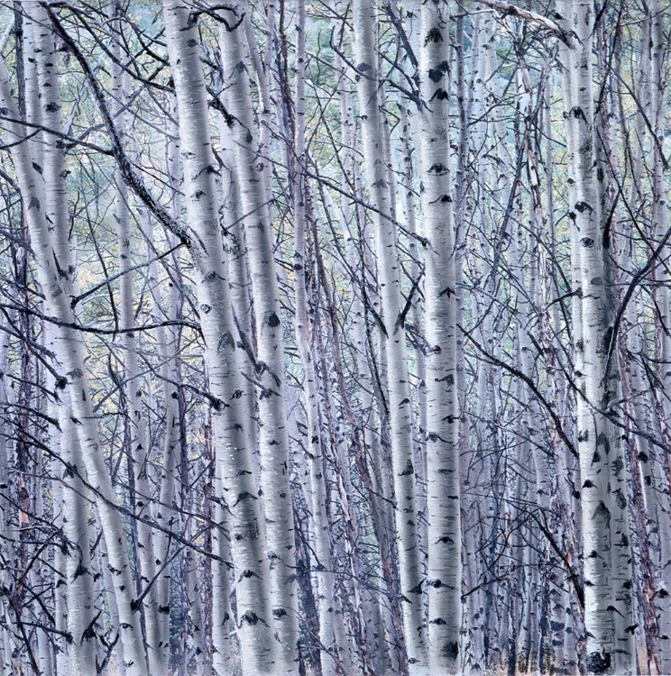Picture of BIRCH TREES