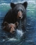 Picture of BEARLY SWIMMING
