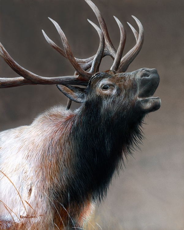 Picture of ELK CALL