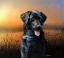Picture of HAPPY LAB