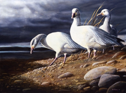 Picture of SNOW GEESE