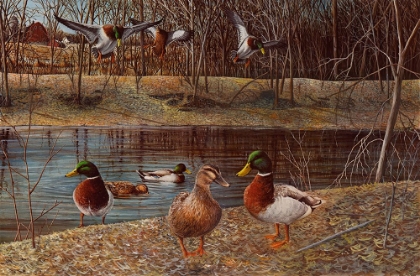 Picture of DUCK POND