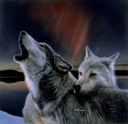 Picture of NORTHERN WOLVES