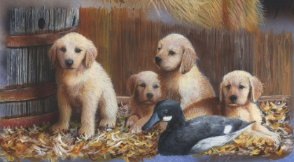 Picture of GOLDEN RETEIEVER PUPS