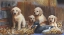 Picture of GOLDEN RETEIEVER PUPS