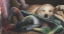 Picture of YELLOW LAB
