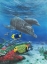 Picture of DOLPHINS