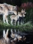 Picture of REFLECTIONS