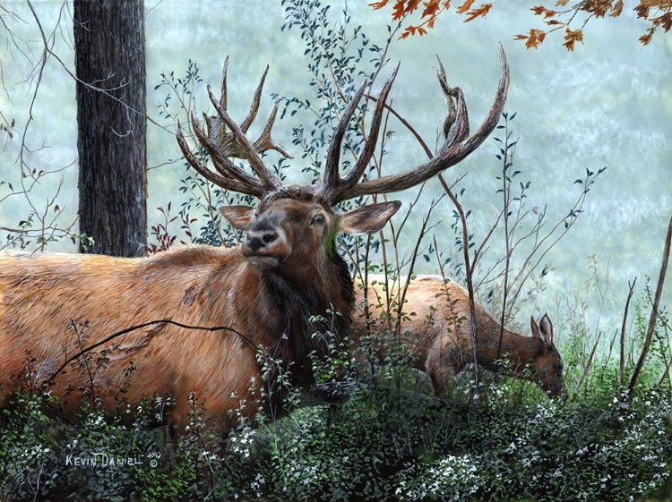 Picture of ELK