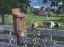 Picture of BLUE BIRDS AND LESS COWS