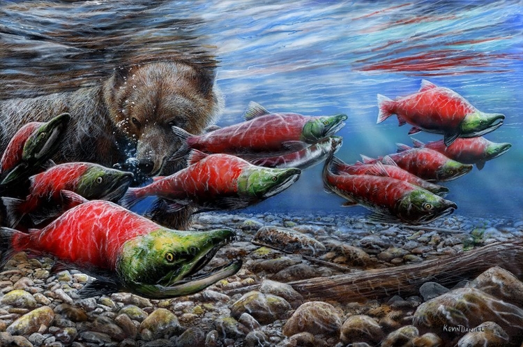 Picture of THE LAST RUN-SOCKEYE SALMON