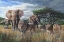 Picture of AFRICAN TEMPEST