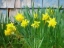 Picture of PETES DAFFODILS