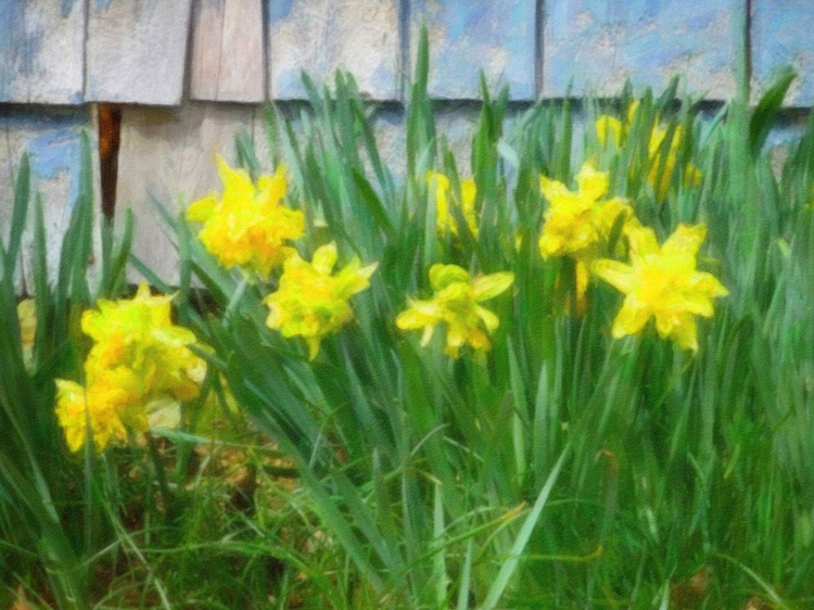 Picture of PETES DAFFODILS