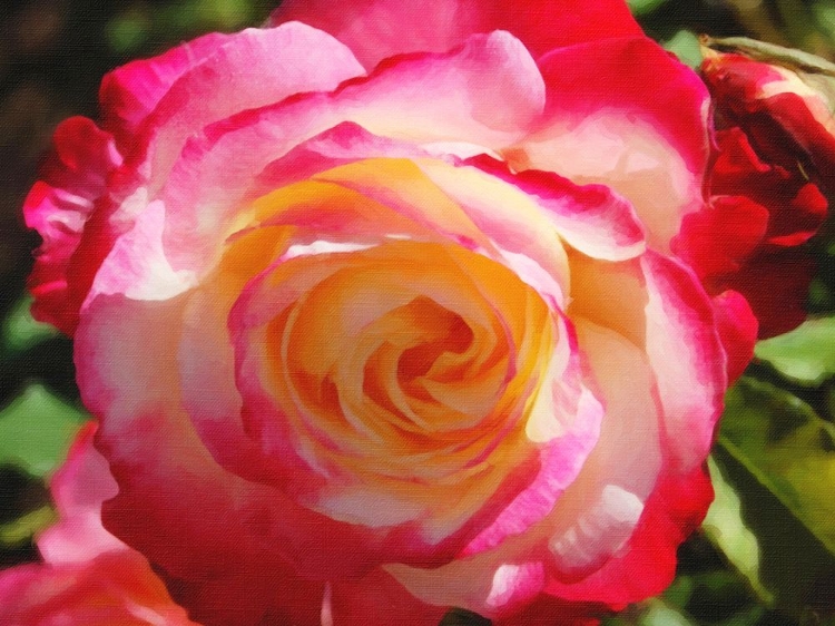 Picture of ROSE IN SUNSHINE