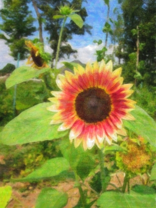 Picture of SUNFLOWER HUG