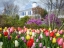 Picture of WEQUASSET HOUSE WITH TULIPS