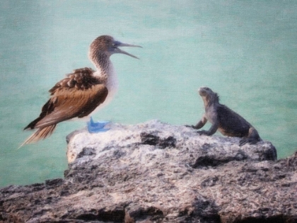 Picture of GALAPAGOS BLUE-FOOTED BOOBY LECTURE