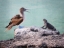 Picture of GALAPAGOS BLUE-FOOTED BOOBY LECTURE