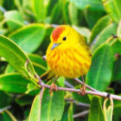 Picture of GALAPAGOS FINCH