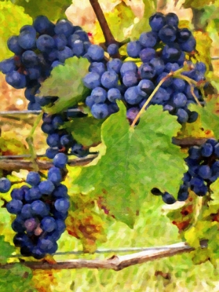 Picture of FRUIT OF THE VINE