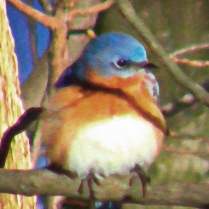 Picture of BLUEBIRD 1 PAINTED