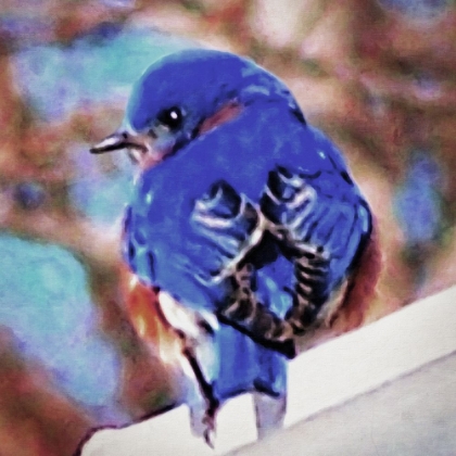 Picture of BLUEBIRD IN WINTER