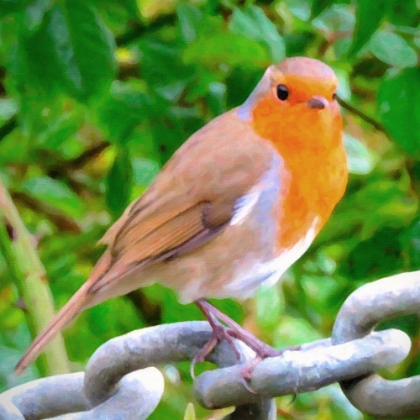 Picture of EUROPEAN ROBIN