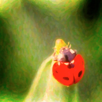 Picture of LADYBUG LUCK