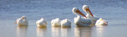 Picture of WHITE PELICANS