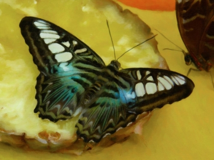 Picture of BUTTERFLY ON PINEAPPLE