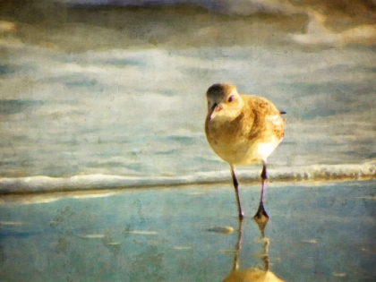 Picture of SANDPIPER PAINTED