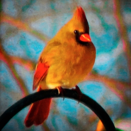 Picture of FEMALE CARDINAL