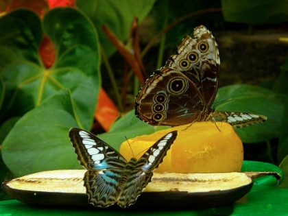 Picture of BUTTERFLIES ON MANGO