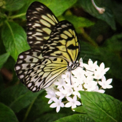 Picture of BUTTERFLY ON WHITE FLOWER