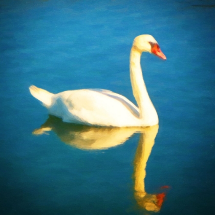 Picture of SWAN ON SALT POND