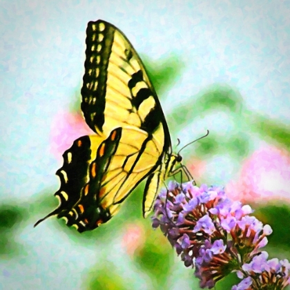 Picture of YELLOW SWALLOWTAIL