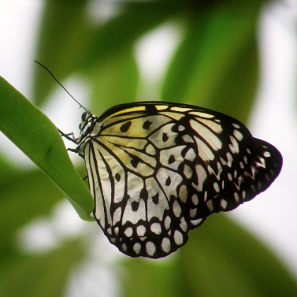 Picture of BUTTERFLY CLOSEUP