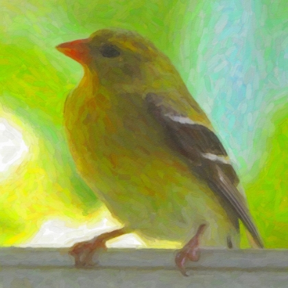 Picture of YELLOW FINCH AT WINDOW