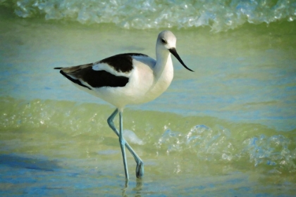 Picture of AMERICAN AVOCET