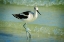 Picture of AMERICAN AVOCET